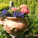 azalea's en lobelia's