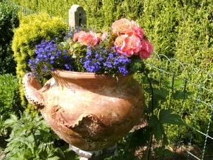 azalea's en lobelia's