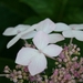 hortensia's
