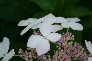 hortensia's