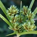 vijverfilterplanten in bloei 2