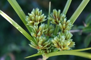 vijverfilterplanten in bloei 2