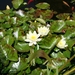 waterlelie's