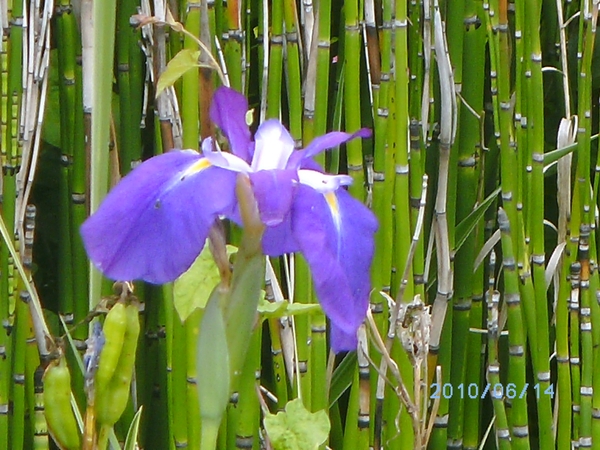 donkerblauwe iris in vijver