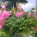 hanging basket roze begonia\'s en bacopa\'s