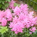 astilbe laag