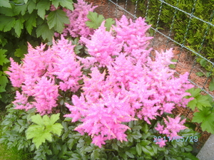 astilbe laag