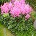 kleine astilbe