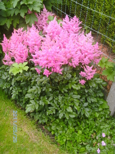 kleine astilbe