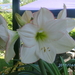 witte amaryllis