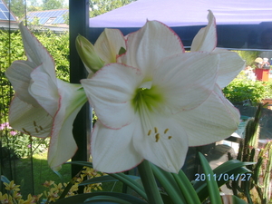 witte amaryllis