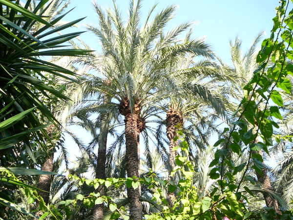 Elche