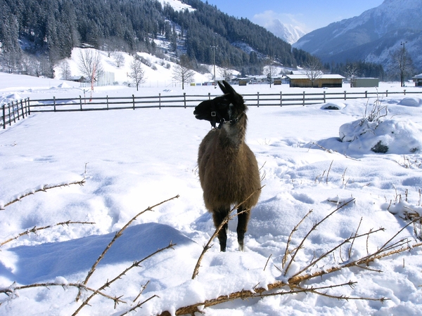 Tirol mailgroep reizen 2010