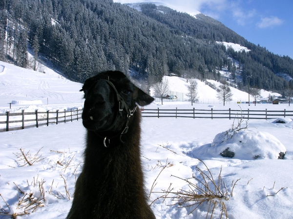 Tirol mailgroep reizen 2010