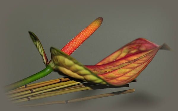 NIK_20091114_131222a