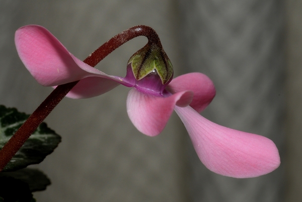 NIK_20100204_143141a