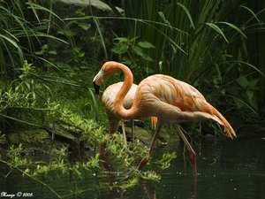 Grote vogelkooi