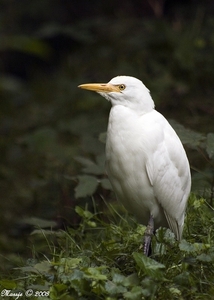 Grote vogelkooi