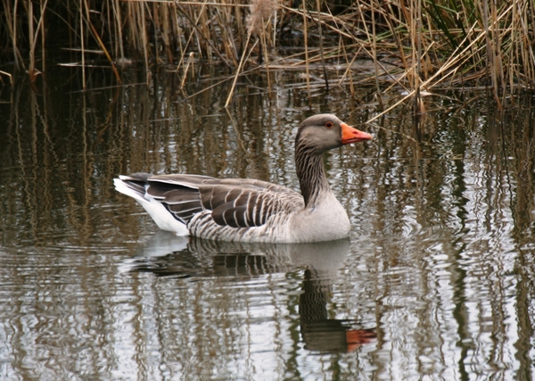 02069   Grauwe gans