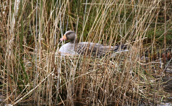 02133   Grauwe gans   (aan het broeden)