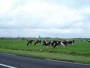 gewoon hollands