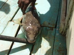 lekkere gevangen butterfish