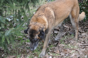 Arzl 2010 183
