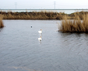 Oosterschelde..