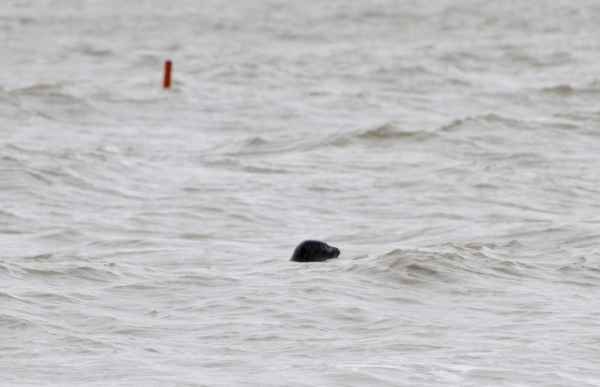 ZEEHOND19032010 182