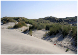 zand en halmen