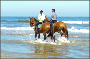 paarden op zee1