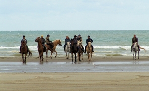 horses 11