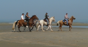 groep paarden