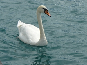 zwaan
