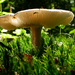 champignons003
