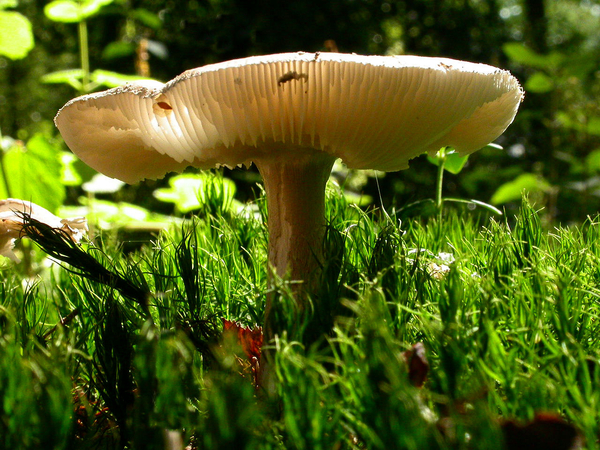 Paddenstoelen