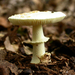 champignons006