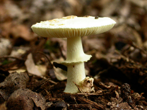 champignons006