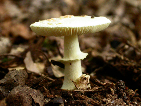 Paddenstoelen