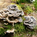 champignons007