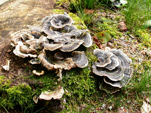 Paddenstoelen