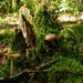champignons009