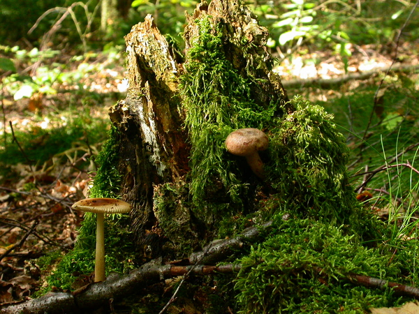 Paddenstoelen