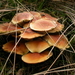 champignons010