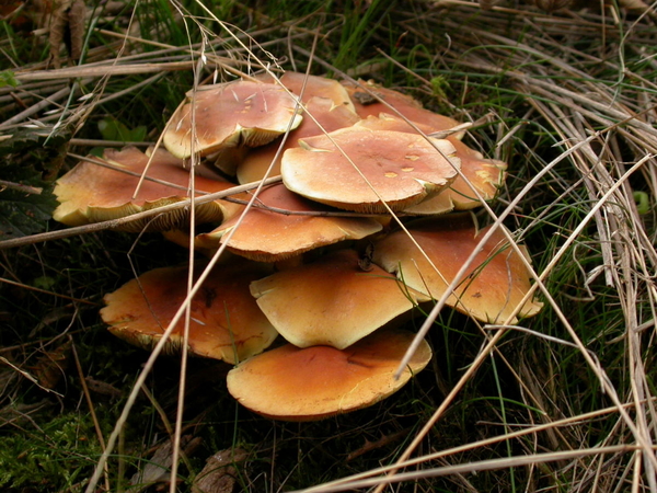 Paddenstoelen