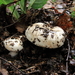 champignons012