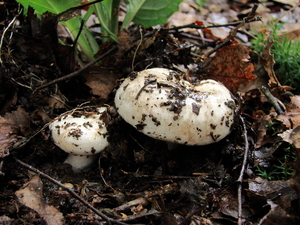 champignons012