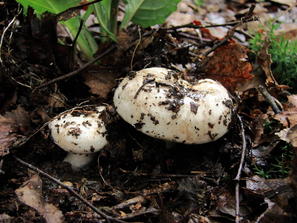 Paddenstoelen