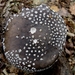 champignons013