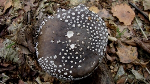 champignons013
